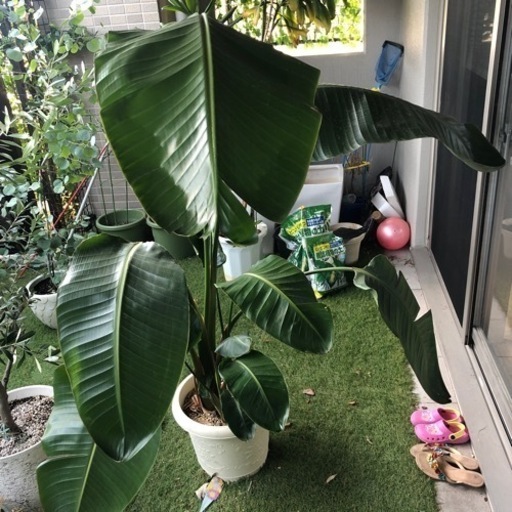 観葉植物　オーガスタ