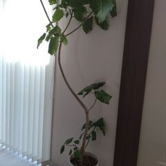 室内観葉植物