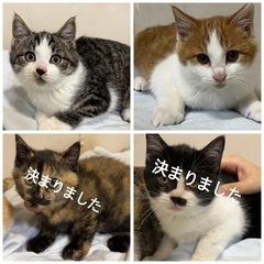 急募！猫4匹♡子猫