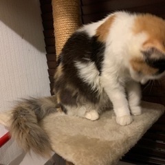 ご応募､閲覧ありがとうございました。もふもふゴージャスな中毛三毛のももちゃん - 猫