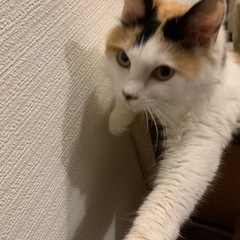 ご応募､閲覧ありがとうございました。もふもふゴージャスな中毛三毛のももちゃん − 静岡県