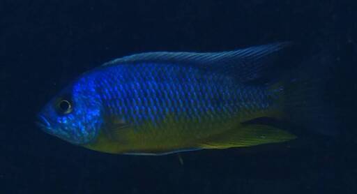 熱帯魚　アフリカンシクリッド 　オス１匹　メス1匹（ペア）プロトメラス　スピロノータス　タンザニア　若魚 7cm ドイツブリードF1 Ｎｏ1