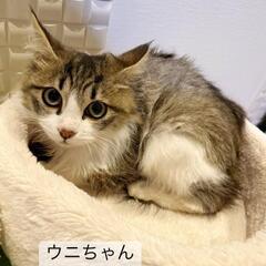 ウニちゃんの画像