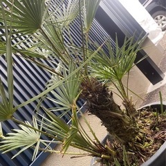 チャメロプス フミリス セリフェラ 大株 耐寒 ドライガーデン ロック