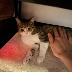 【受付終了】保護子猫 チビ（キジ白） − 福島県