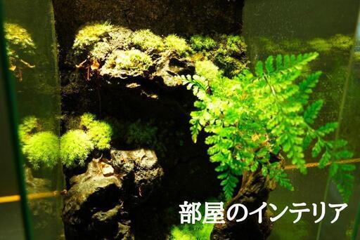 コケリウム テラリウム パルダリウム 【グラステラリウム ナノ】