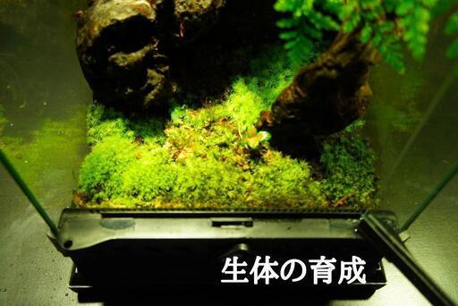 コケリウム テラリウム パルダリウム 【グラステラリウム ナノ】