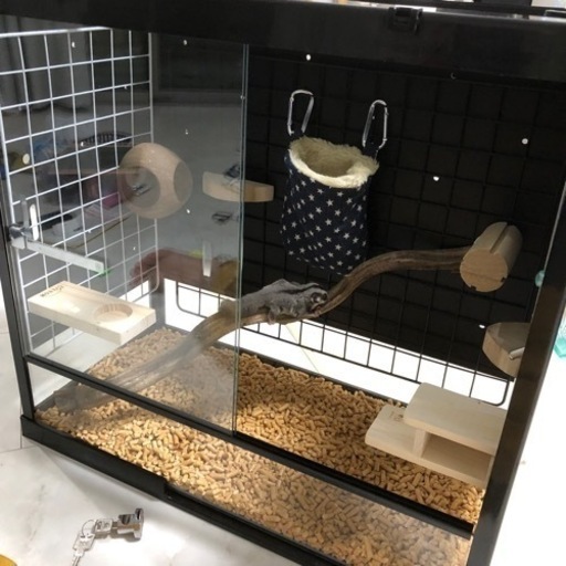 ☆取引中☆フクロモモンガゲージ