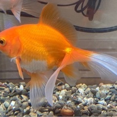 【NO.17】金魚（10cm程）1匹