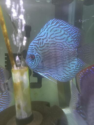 ワイルドディスカス　ペア