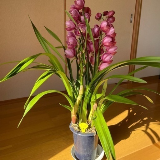 シンピジューム　花３本立ち