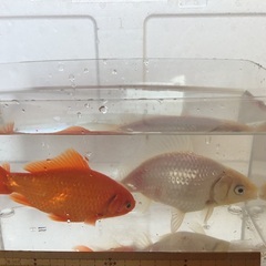 ミックスの金魚　赤と白　大きめ2匹セット
