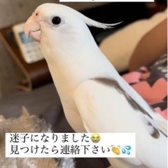 オカメインコを探しています！