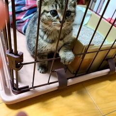 １ヶ月の子猫 − 青森県