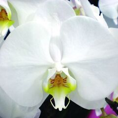 【大輪胡蝶蘭５本立３Ｌミドル】花びら白 55～60輪前後(蕾含む)※お届けエリア限定「送料無料」