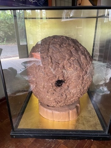 巨大スズメバチの巣　専用ガラスケースつき