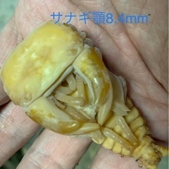 □□国産超太血統種親レベル♂72〜73□顎6.7