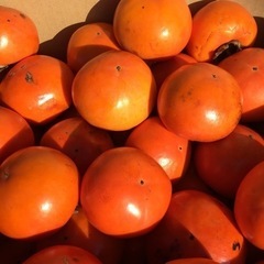 富有柿　甘柿　約70個　8キロ