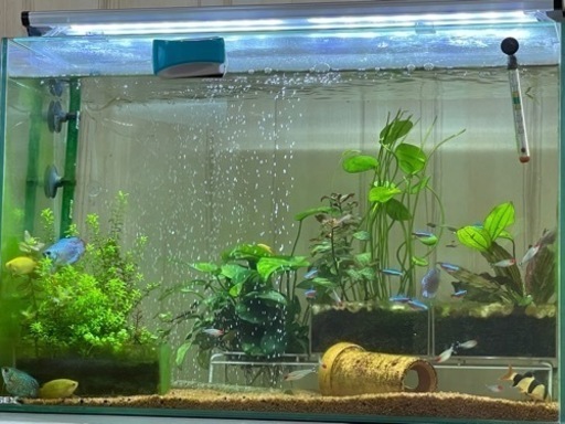 熱帯魚と水槽とライト