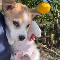 現在検討中の方有り　　　仔犬里親募集　　　さんた君(仮 - 今治市