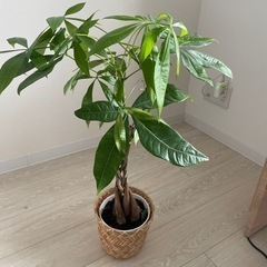 パキラ　観葉植物　IKEA