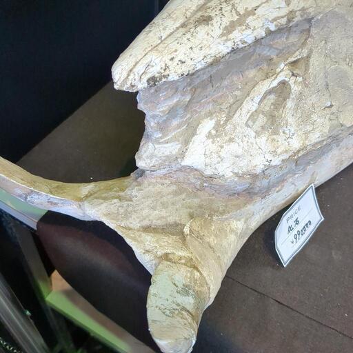 頭骨化石 詳細不明