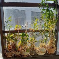 観葉植物　開運竹　ハカラメ