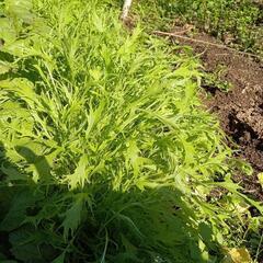 児湯郡都農町産　無農薬の野菜【葉物他】譲ります