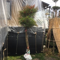 ナンテンの木‼️　約2m  