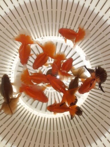 ●上物●　土佐錦魚・土佐錦（土佐金） 当歳魚 12匹