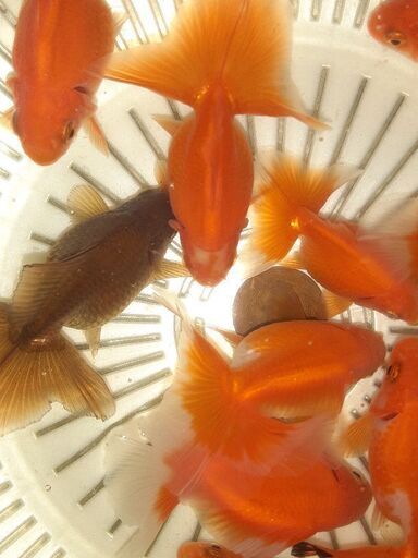 土佐錦魚・土佐錦（土佐金） 三歳2匹