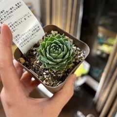 美苗！多肉植物・カナダカイト（センペルビウム）・鉢ごと