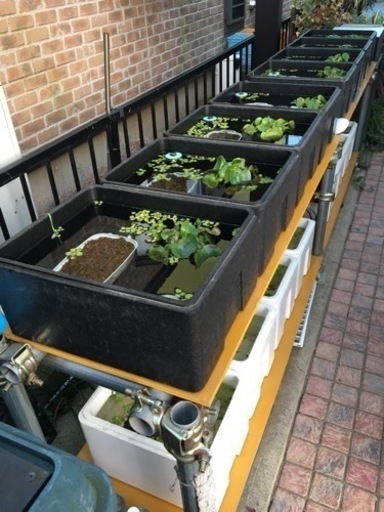 メダカ、容器、単管台一式お譲りします 引き取り先決まりました