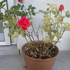 値下げします　ミニ薔薇　植物　miniature rose 