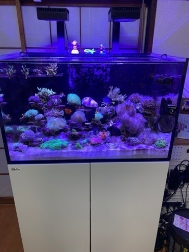 red sea 300xl レッドー
