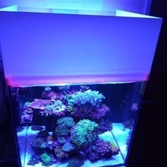 海水　オーバーフロー水槽　セット　引き取り限定