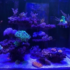 海水　オーバーフロー水槽　セット　引き取り限定