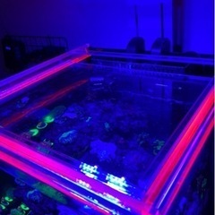 海水　オーバーフロー水槽　セット　引き取り限定