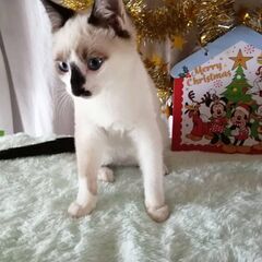 12月18日🎅🏼🎅🏼三鷹で猫の譲渡会仔猫たくさん🎅🏼🎅🏼に出しま...