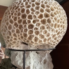 珊瑚　オブジェ　30cm程