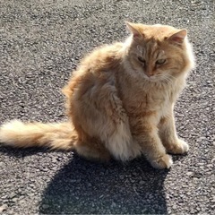 大柄で人懐っこい(おじいちゃん)猫 − 茨城県