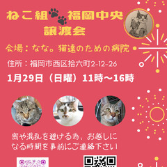 1/29 ねこ組🐾福岡中央譲渡会atなな。猫達のための病院