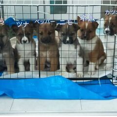 【ツナ】北海道保護犬 野犬の子 2ヶ月程度 ♂