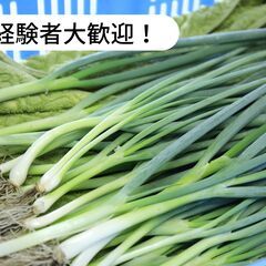 【単発1日〜OK！】【1月】愛媛県西予市野村町で青ネギの収穫・出...