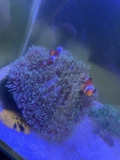 ハタゴイソギンチャク　カクレクマノミ2匹セット
