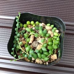 ピーチネックレス　多肉植物