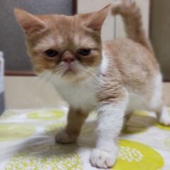 かわいいエキゾチッック 仔猫格安にてお譲りします💞