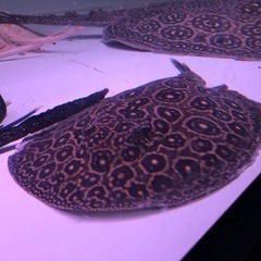 クロコダイルスティングレーの中古が安い！激安で譲ります・無料  