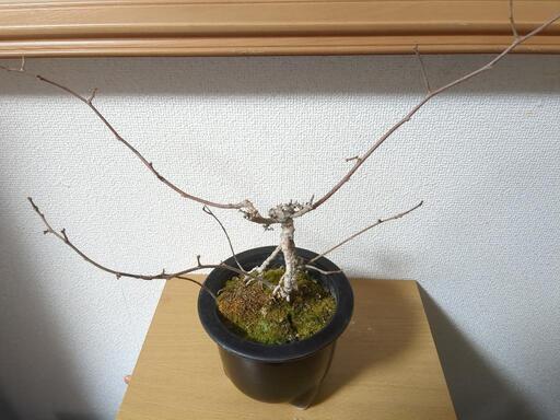 至高の盆栽