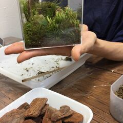 12月22日（木）　苔テラリウム教室　　こけ　コケ　植物　多肉